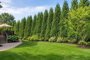 Thuja Green Giants Privacy Hedge Along Backside of Property