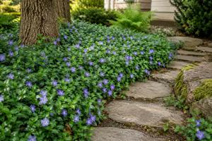 vinca minor groundcover along a walkway.