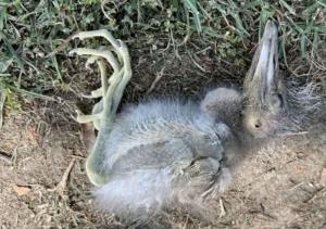 Carcass found on ground after fireworks
