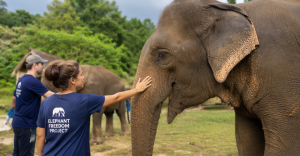 Guests Interacting With Elephants at Elephant Freedom Project in Chiang Mai