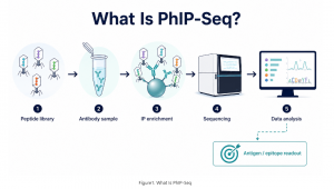 What Is PhIP-Seq