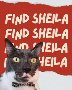 Sheila, Katharine Towne's gray-and-white emotional support cat, photographed before being adopted out after a temporary surrender during a medical crisis.
