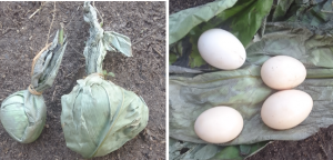 Eggs offered to Kambale and Bokonga on behalf of Indigenous Peoples of Botsike Village, Ingende Territory, Democratic Republic of Congo illustrating consent. Photo credit APAGEC-RDC.