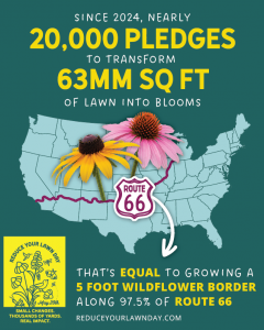 Infographic showing nearly 20,000 Reduce Your Lawn Day pledges and 63 million square feet of lawn transformation, equal to planting a five-foot-wide wildflower border along nearly all of Route 66.