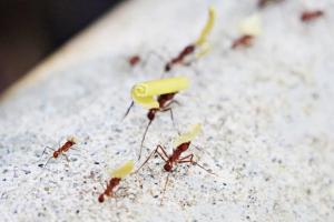 ant control NYC