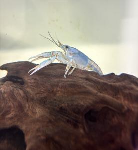 Recently molted Crayfish
