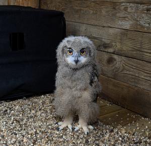 Eurasian Eagle-Owl Chick