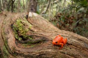 Critically Endangered golden mantella frog native to Madagascar