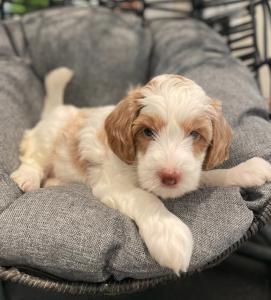 California doodle breeders