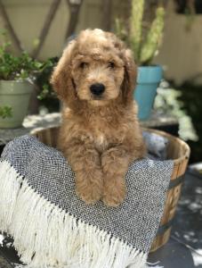 doodle breeder in Bay area