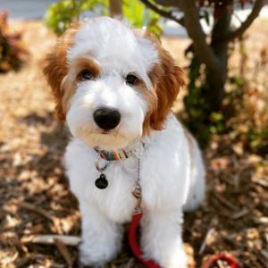 doodle breeder in Ventura County