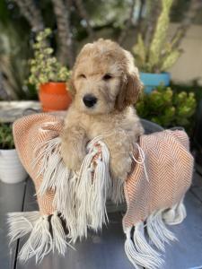 doodle breeder
