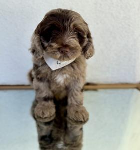 Family Centered Puppy