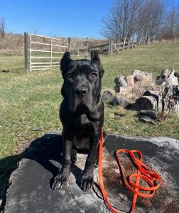 Off Leash K9 Training Pittsburgh