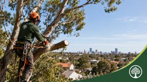 Tree Worker Trimming Branches Above Skyline