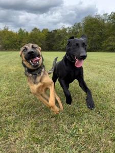 Off Leash K9 Training Blacksburg