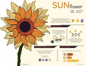 Sunflower Lecithin Market Rising Demand