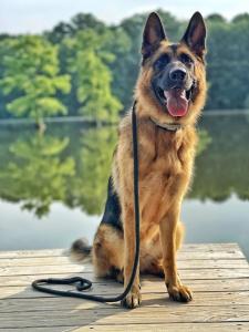 Dog Training in Dover