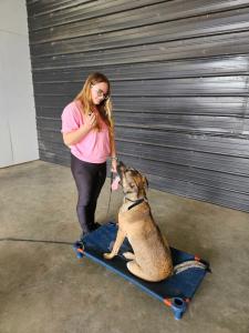 Dog Training in Dover, DE