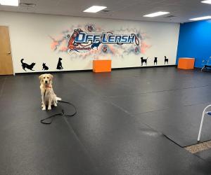 Dover Off Leash K9 Training