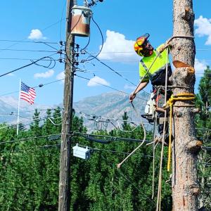 Arborist-Man-Climbing-Tree-Service