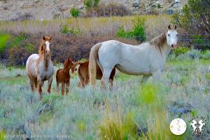 ReWilding of Wild Horses Works!