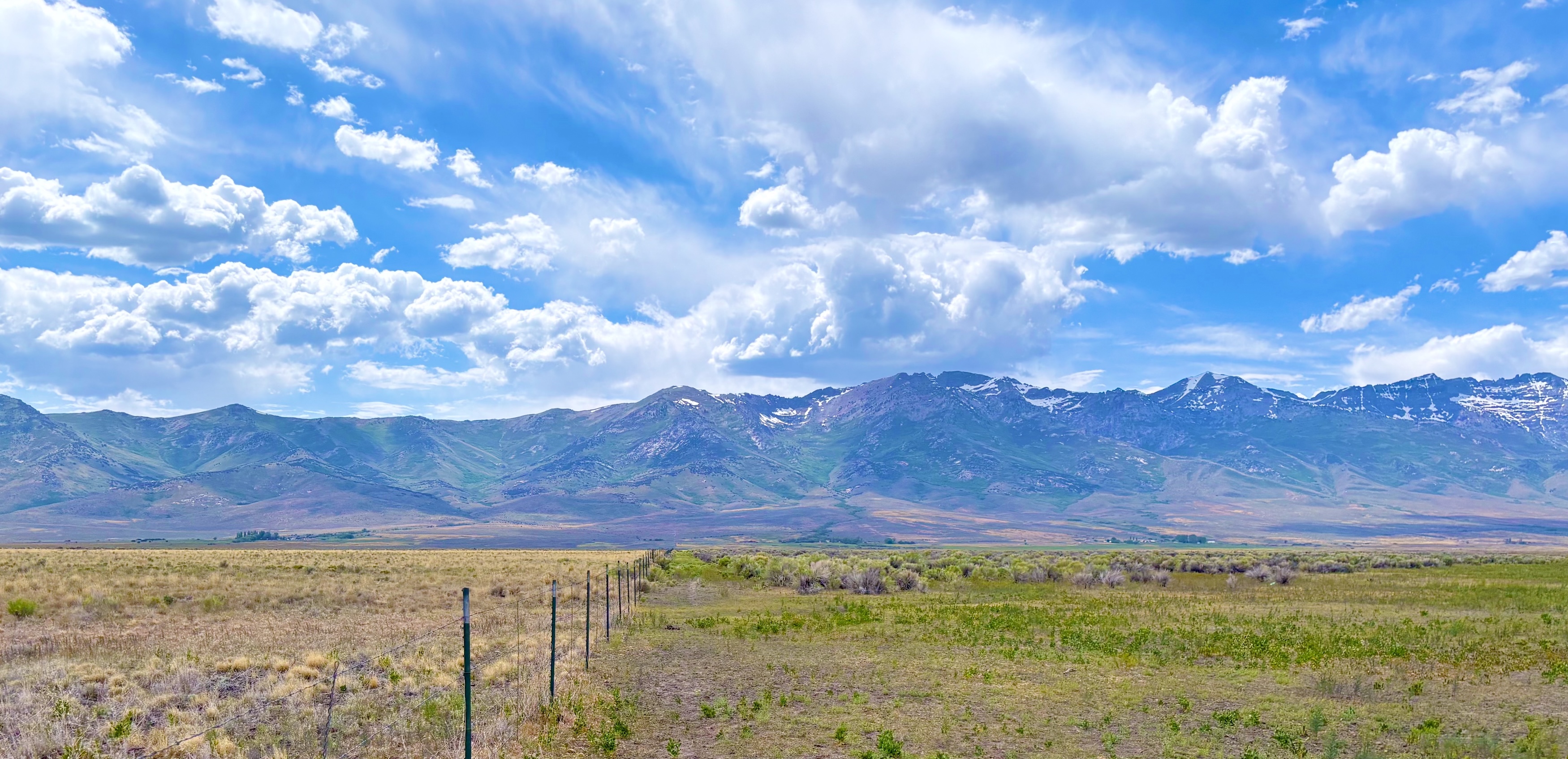 Evidence Wild Horse Positive Impact for grassland project site is thriving