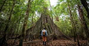 a hiker looks up at a tree in the Amazon forest