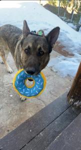 A German Shepherd holds a blue plush donut toy in its mouth, looking at the camera, with snow in the background.