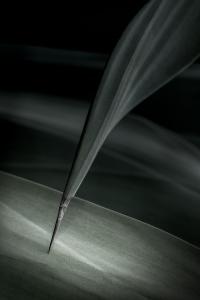 Quill on Paper, from Intimate Succulents by photographer Maria Marriott