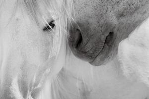 Seduction from American Wild Horses by photographer Maria Marriott