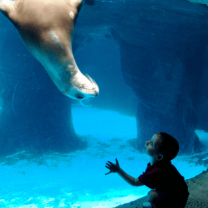 A child reaches toward a sea lion swimming underwater on the other side of a large aquarium viewing window.