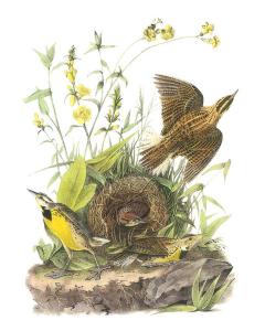 An image of birds resting and flying near a nest on the ground.