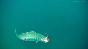 Underwater footage of a mackerel approaching a lure captured by CanFish Fishing CamX