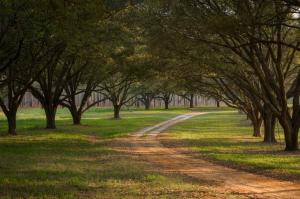 1.5 Miles of Live Oak Canopy Roads Wind Through River Ridge North Plantation