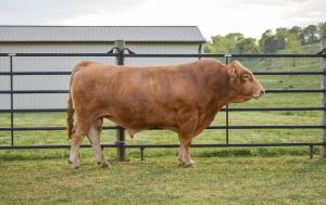 Sixteen Peaks Cattle Company is a family-owned ranch dedicated to raising premium Fullblood Akaushi cattle with an unwavering commitment to quality, stewardship, and excellence.