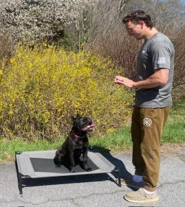 Off Leash K9 Training Greenville, SC