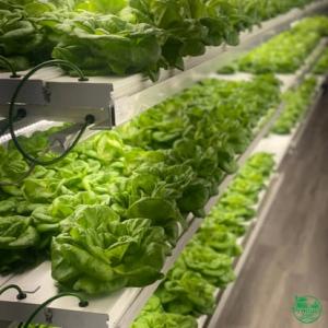 HydroClean Lettuce from Produce Now