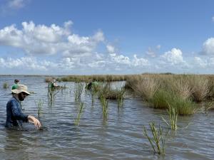 Cameron Parish Marsh Planting with CRCL