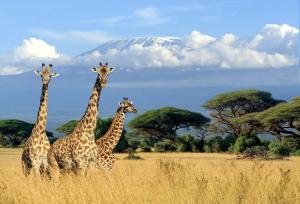 This is an image of giraffes.