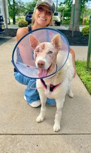 Rescue Husky Snow fully recovered after facial reconstruction and ophthalmology treatment at Mount Laurel Animal Hospital