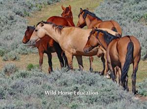 Carter Reservoir Mustangs