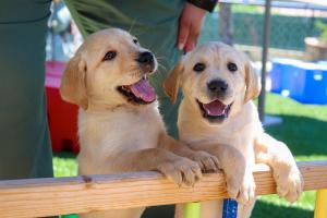 2 yellow labrador puppies on play equipment smiling with tongues out.