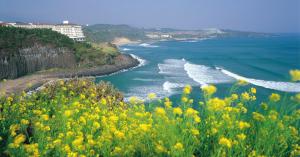 Coastal cliffs and yellow canola flowers on Jeju Island, South Korea