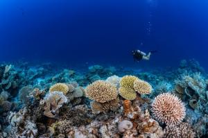 House Reef - Park Hyatt Maldives Hadahaa - Home to a thriving underwater ecosystem