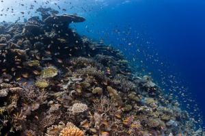 Colorful coral gardens and an ever-changing underwater landscape teeming with life