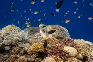 Home to a thriving underwater ecosystem, the reef is frequented by sea turtles, reef sharks, rays, and countless tropical fish species