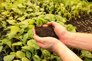 Hands scooping a rich earthy compost, with seedlings growing in the background
