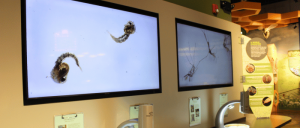 Two large screens displaying close-up images of mosquito larvae in an educational exhibit with microscopes below.