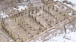 Aerial view of 105 timber piles forming the foundation of Ne during construction